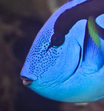 Blue tang laying on side rapidly breathily no signs of infection.